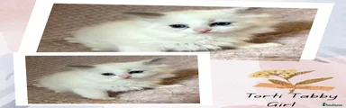 Ragdoll Kitten 4