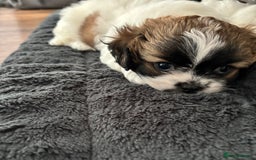 Shih Tzu dogs for sale: Adorable Shih Tzu puppy - Image 3
