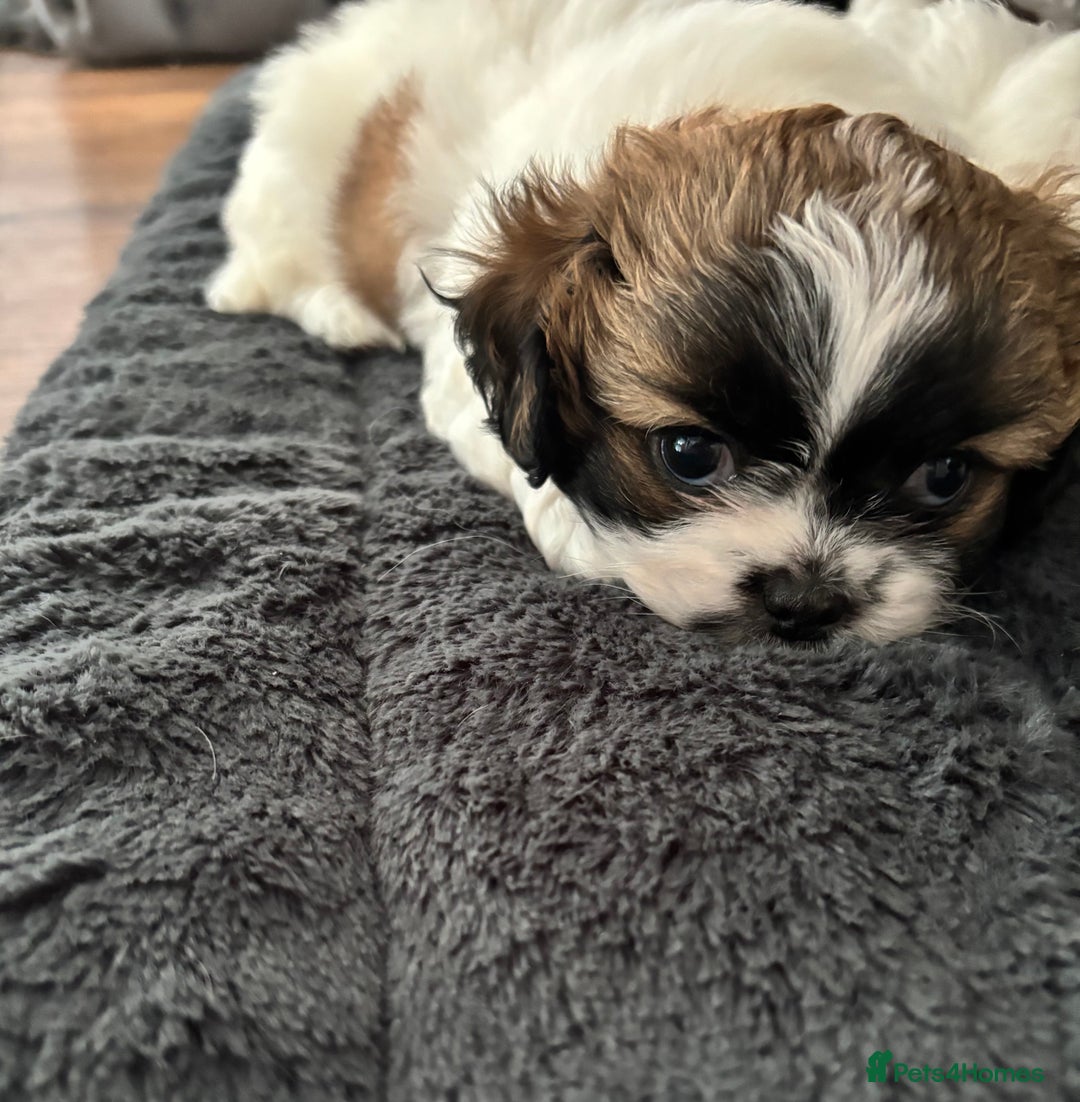 Shih Tzu dogs for sale: Adorable Shih Tzu puppy - Image 3