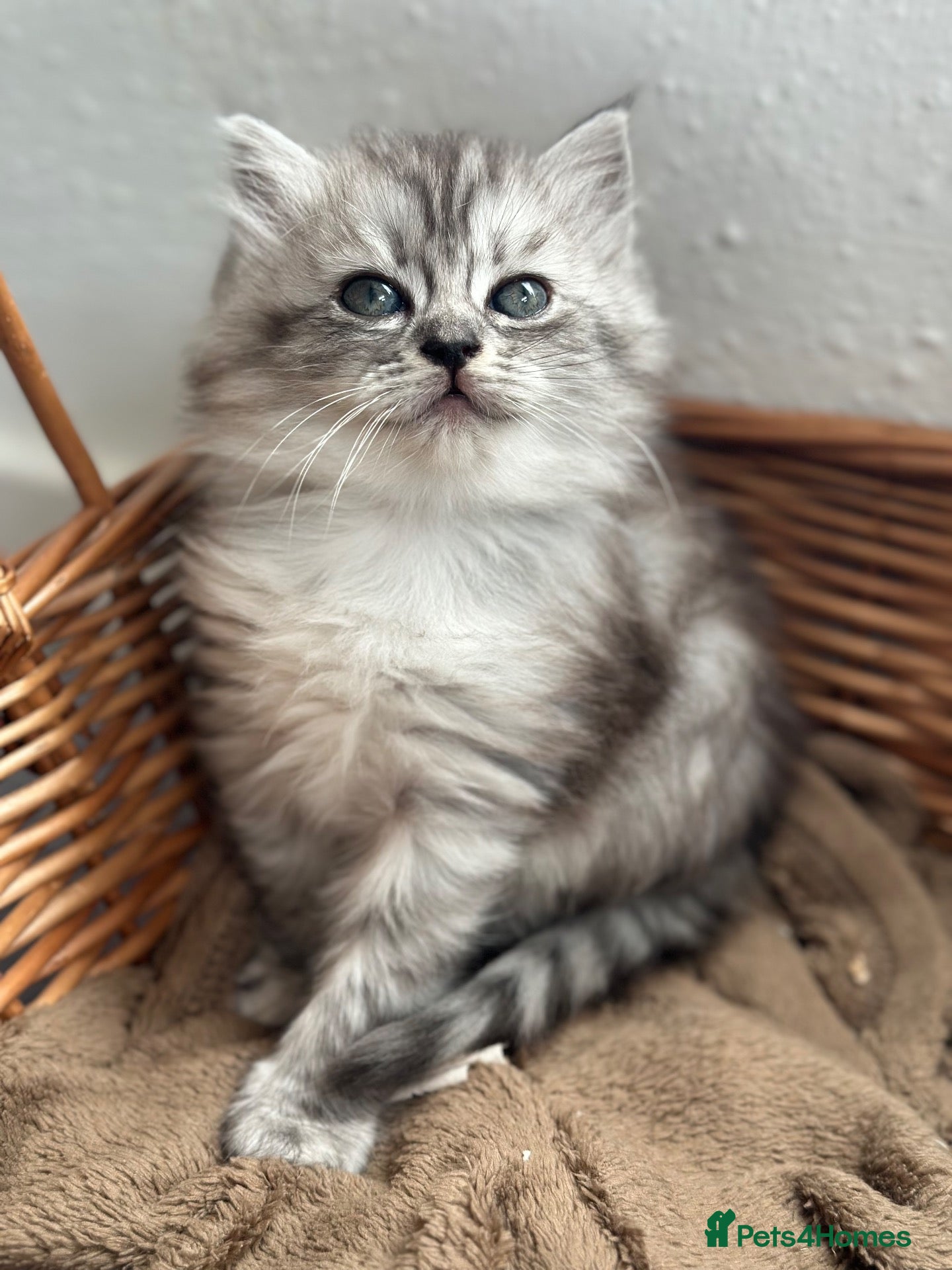 Persian cats FLUFFIEST PERSIAN-RAGDOLL KITTENS - Advert 3