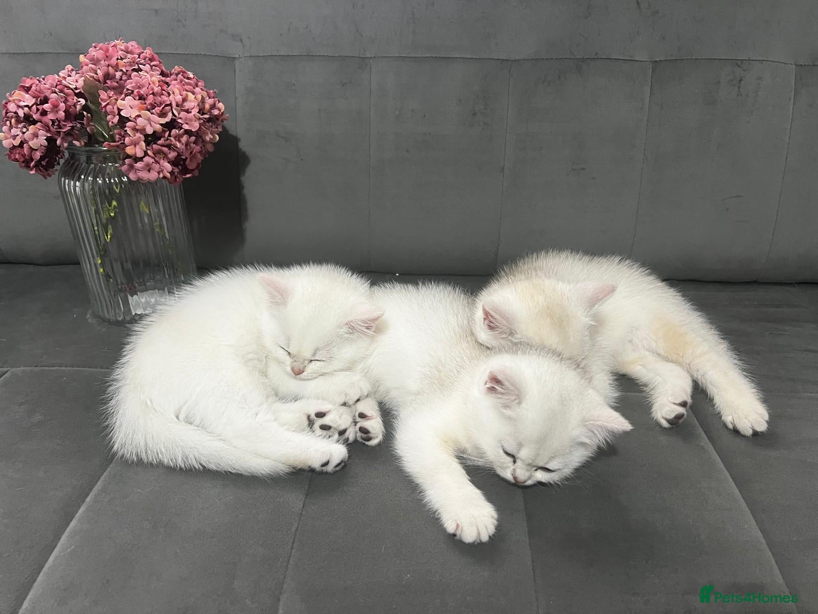 British Shorthair cats British Shorthair in Chatham - Advert 1