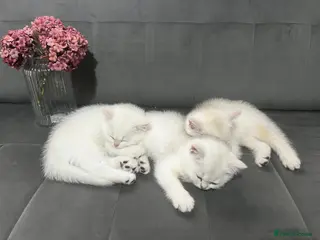 British Shorthair cats British Shorthair in Chatham - Advert 1