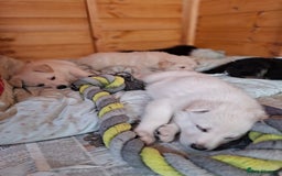 German Shepherd dogs for sale: Stunning litter of German shepherd puppies   - Image 9