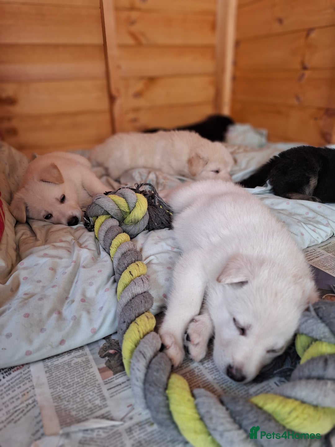 German Shepherd dogs for sale: Stunning litter of German shepherd puppies   - Image 9