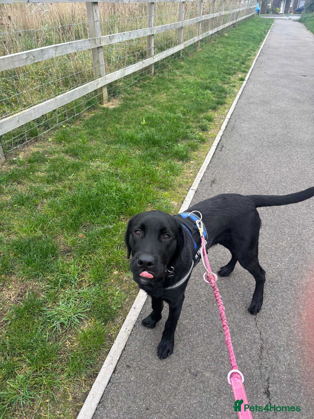 Goldador dogs for sale: Goldador for sale  - Advert 4