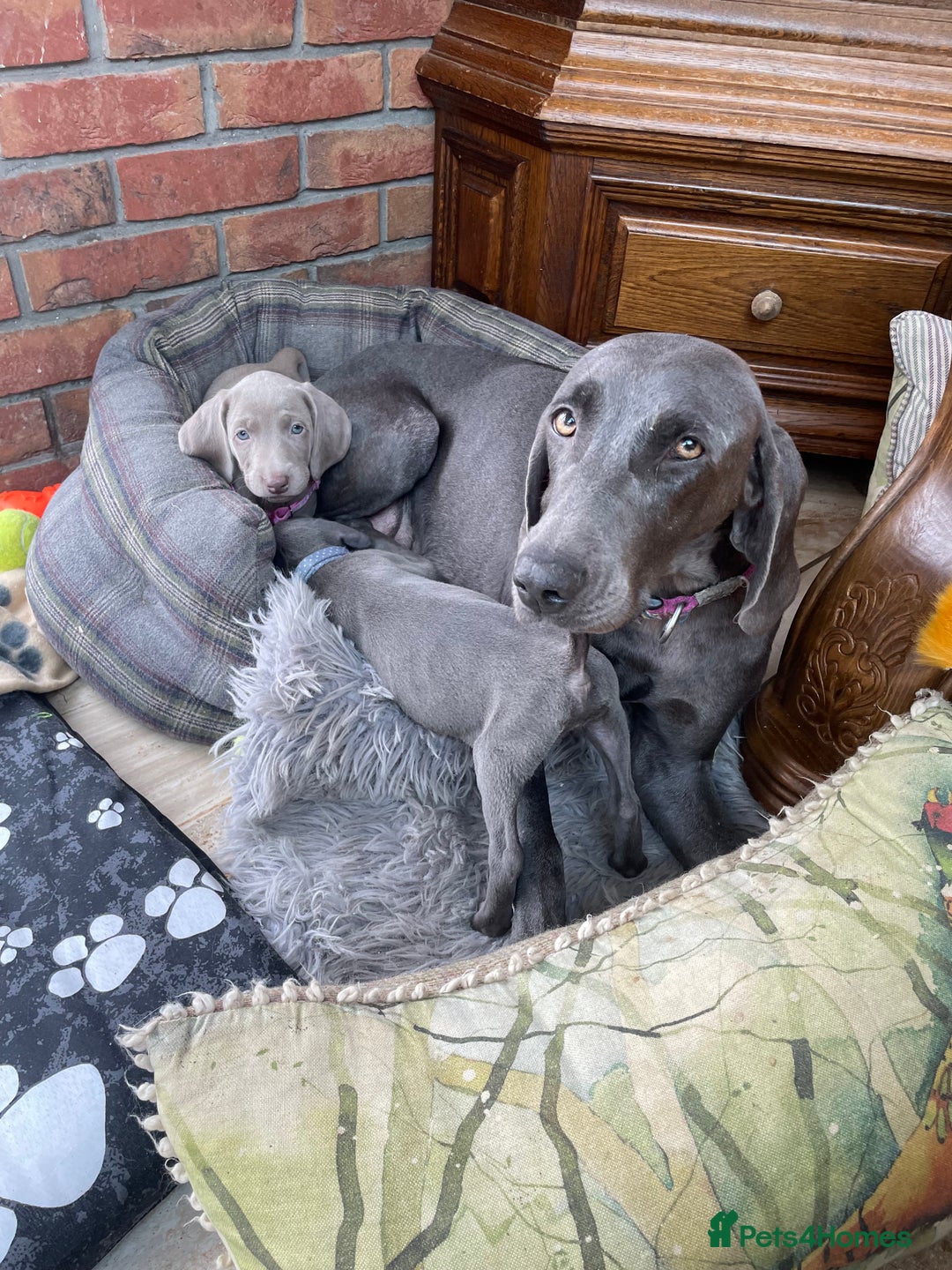 Weimaraner dogs for sale: KC Weimaraner puppies  - Image 17