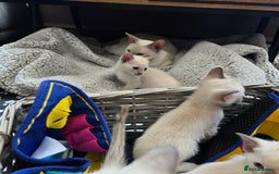 Tonkinese cats for sale: Registered, pedigree 1st generation,  VET checked  - Image 5
