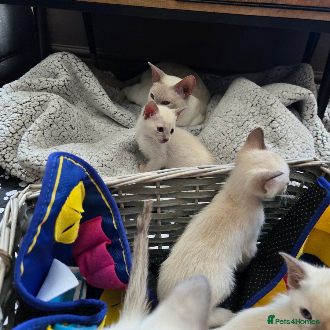 Tonkinese cats for sale: Registered, pedigree 1st generation,  VET checked  - Image 5