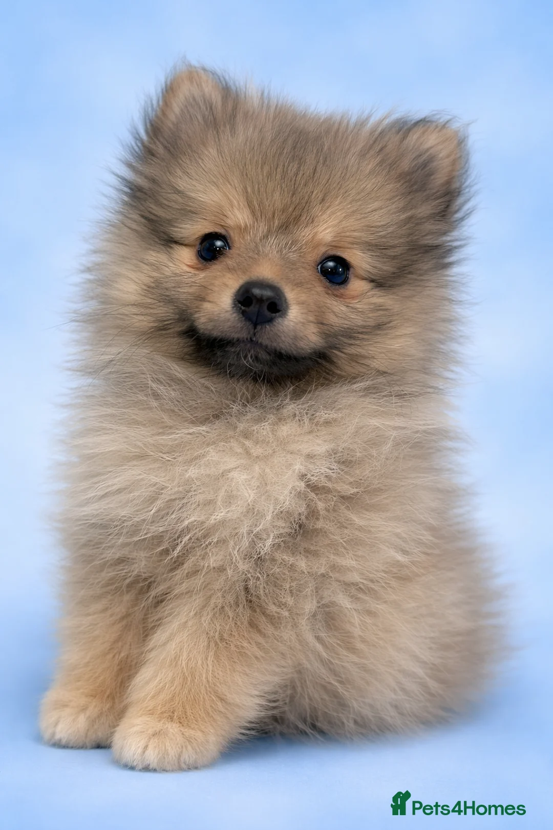 Pomeranian dogs for sale: Kc reg stunning pomeranians  - Advert 2