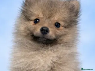 Pomeranian dogs Kc reg stunning pomeranians (one boy left) - Advert 14