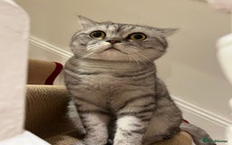 Scottish Fold cats for sale: Loving home wanted for 2 Scottish Fold boys - Image 12
