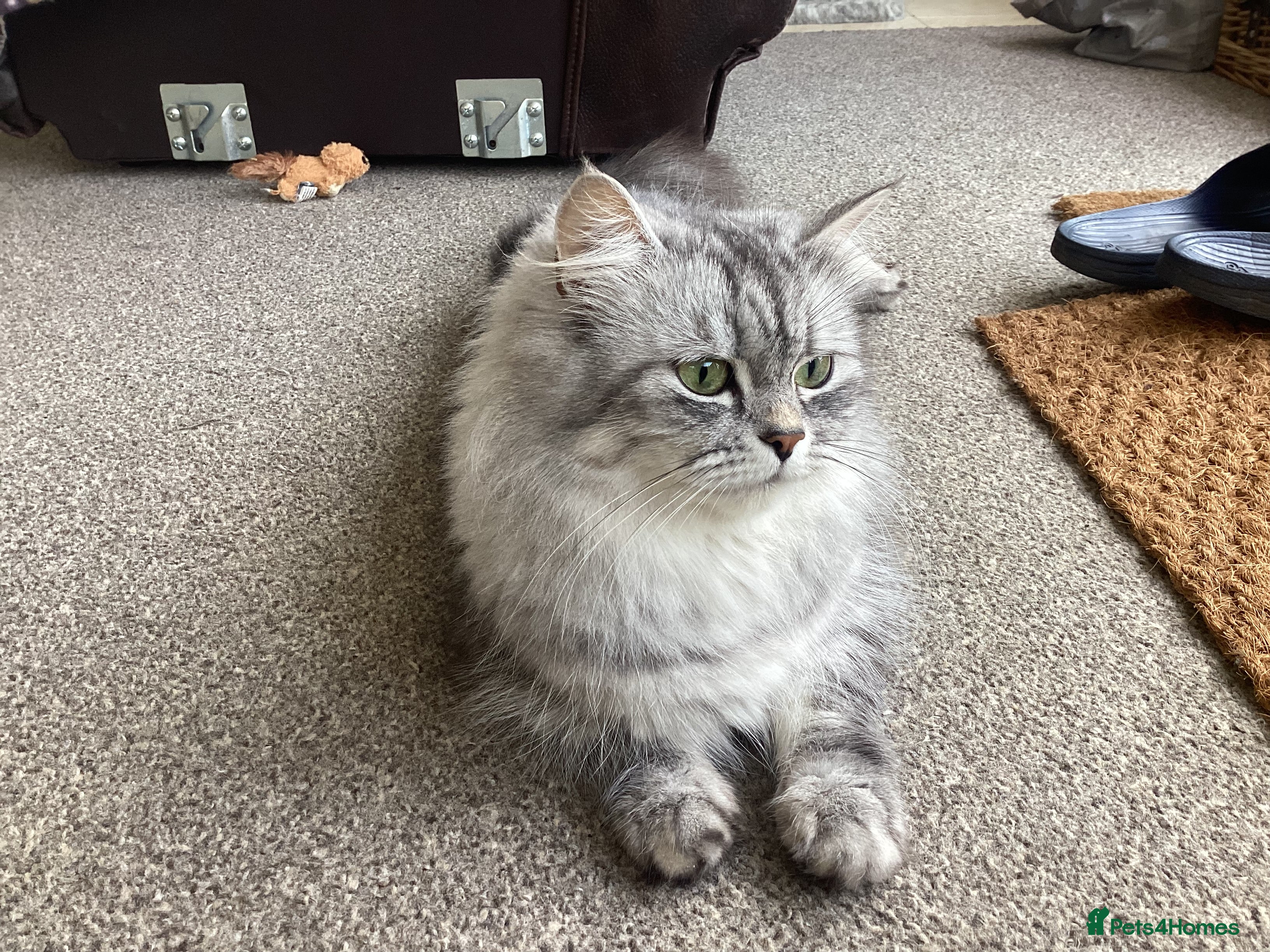 Ragdoll cats Ragdoll x mixed breed - Advert 1