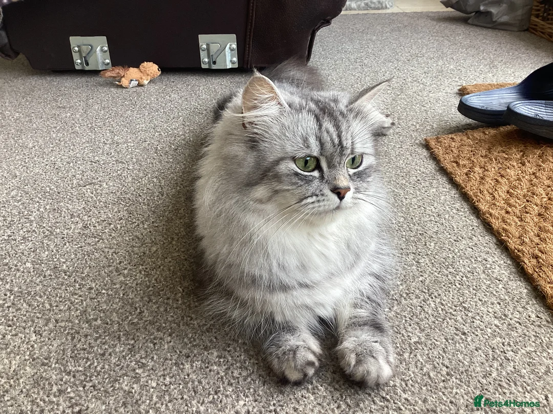 Ragdoll cats for sale: Ragdoll x mixed breed - Advert 2