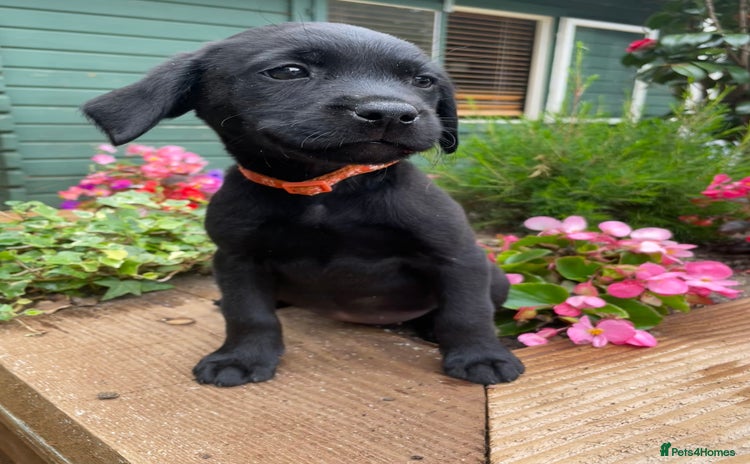 Labrador Retriever dogs - Advert 5