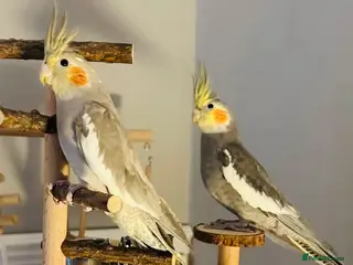 Parrots birds Pair of Cockatiel + Full Setup Included - Advert 17