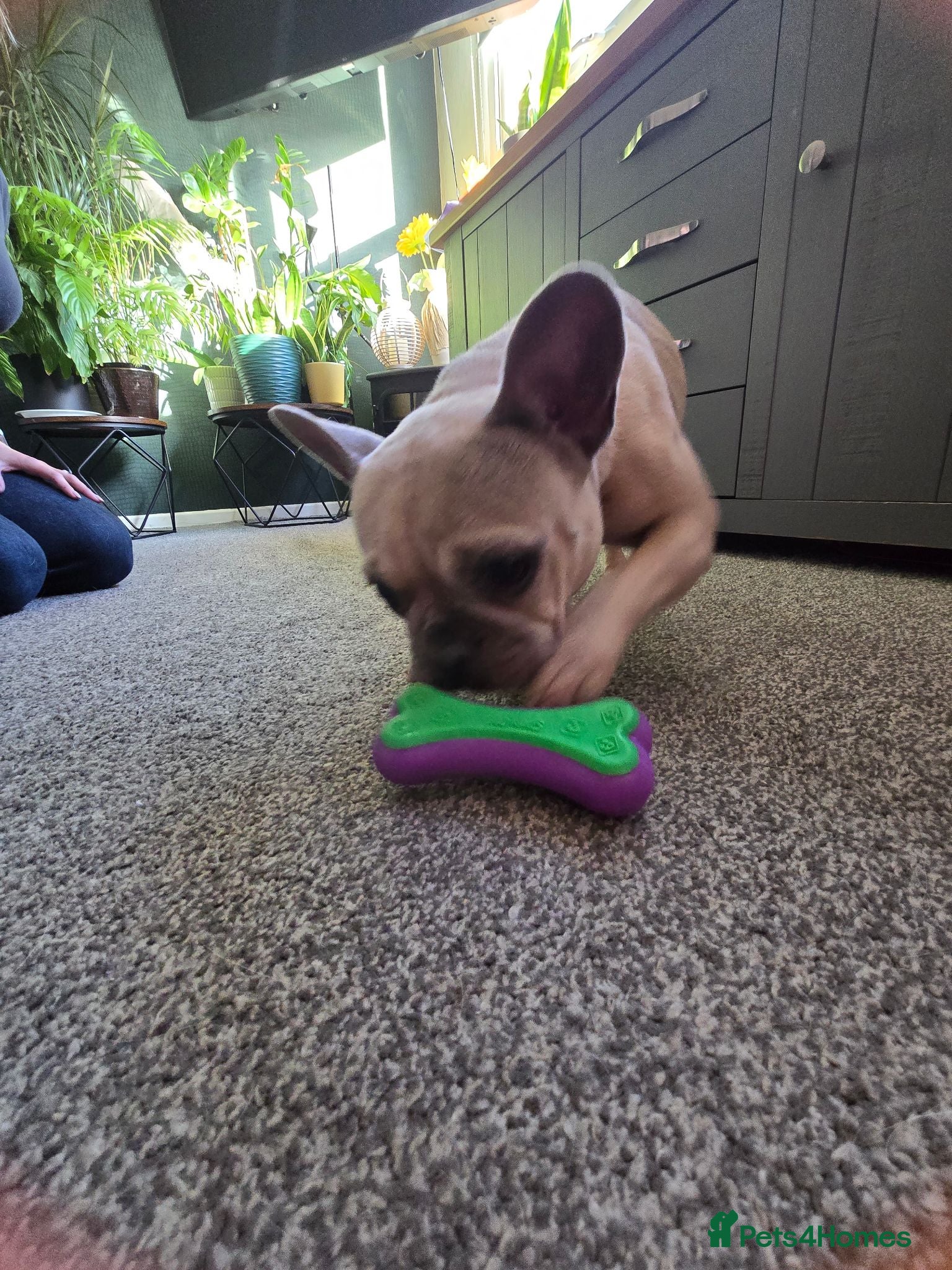 French Bulldog dogs Friendly French Buldog for adoption ☺️ - Advert 1