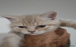 Mixed Breed cats for sale: 🐾 Adorable, persian crossed Kittens for Sale 🐾 - Image 13