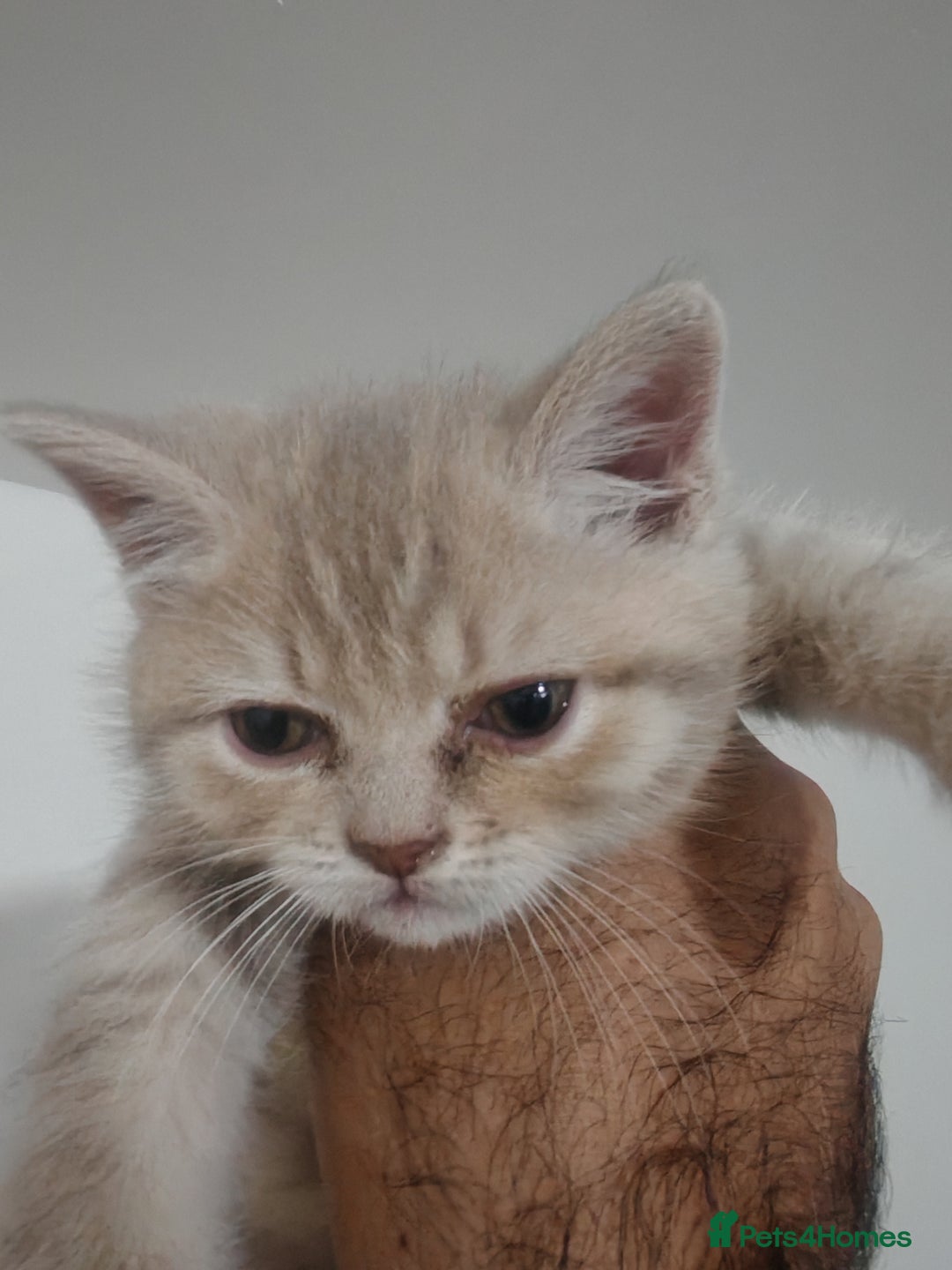 Mixed Breed cats for sale: 🐾 Adorable, persian crossed Kittens for Sale 🐾 - Image 13