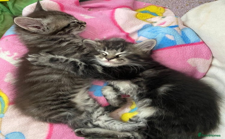 Ragcoon cats - Advert 12