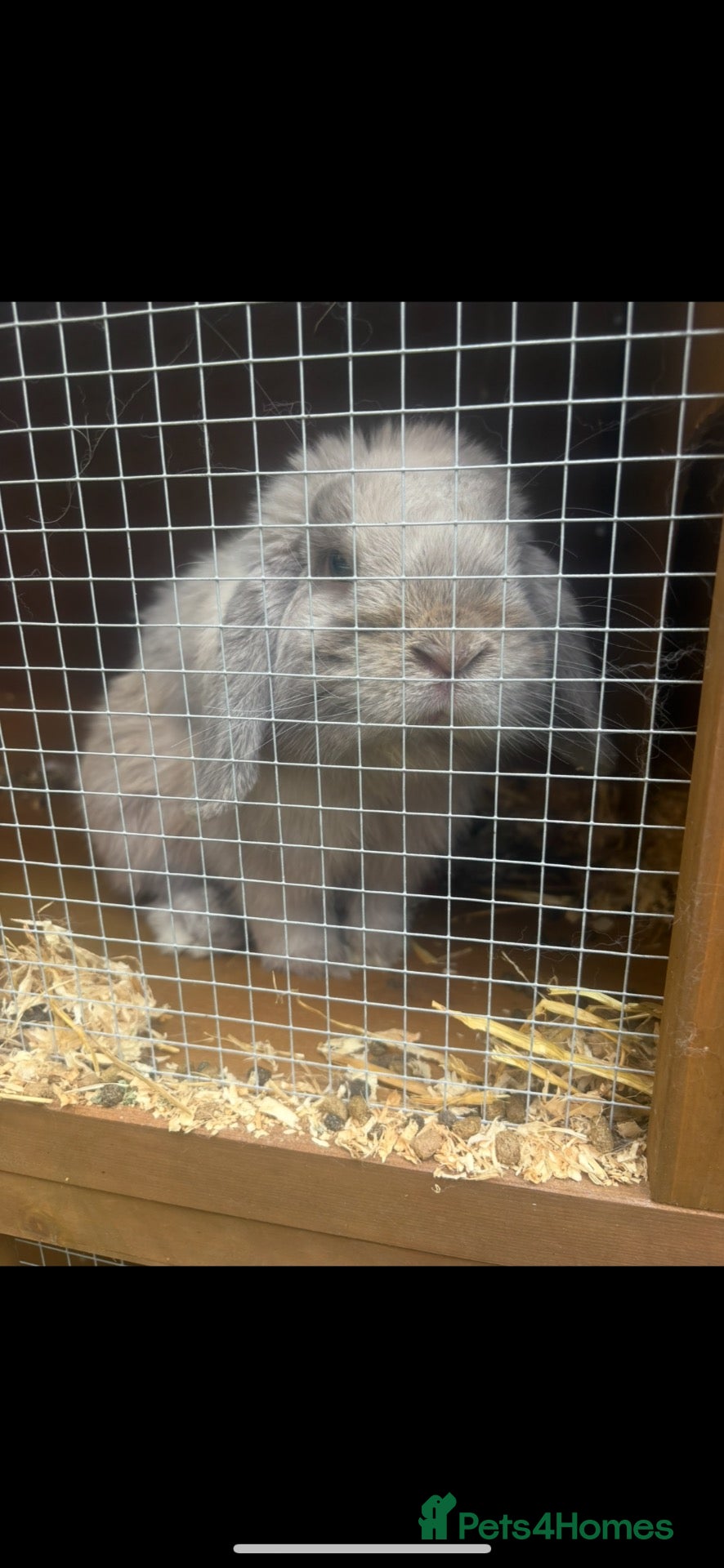 Mini Lop rabbits Percy  - Advert 1