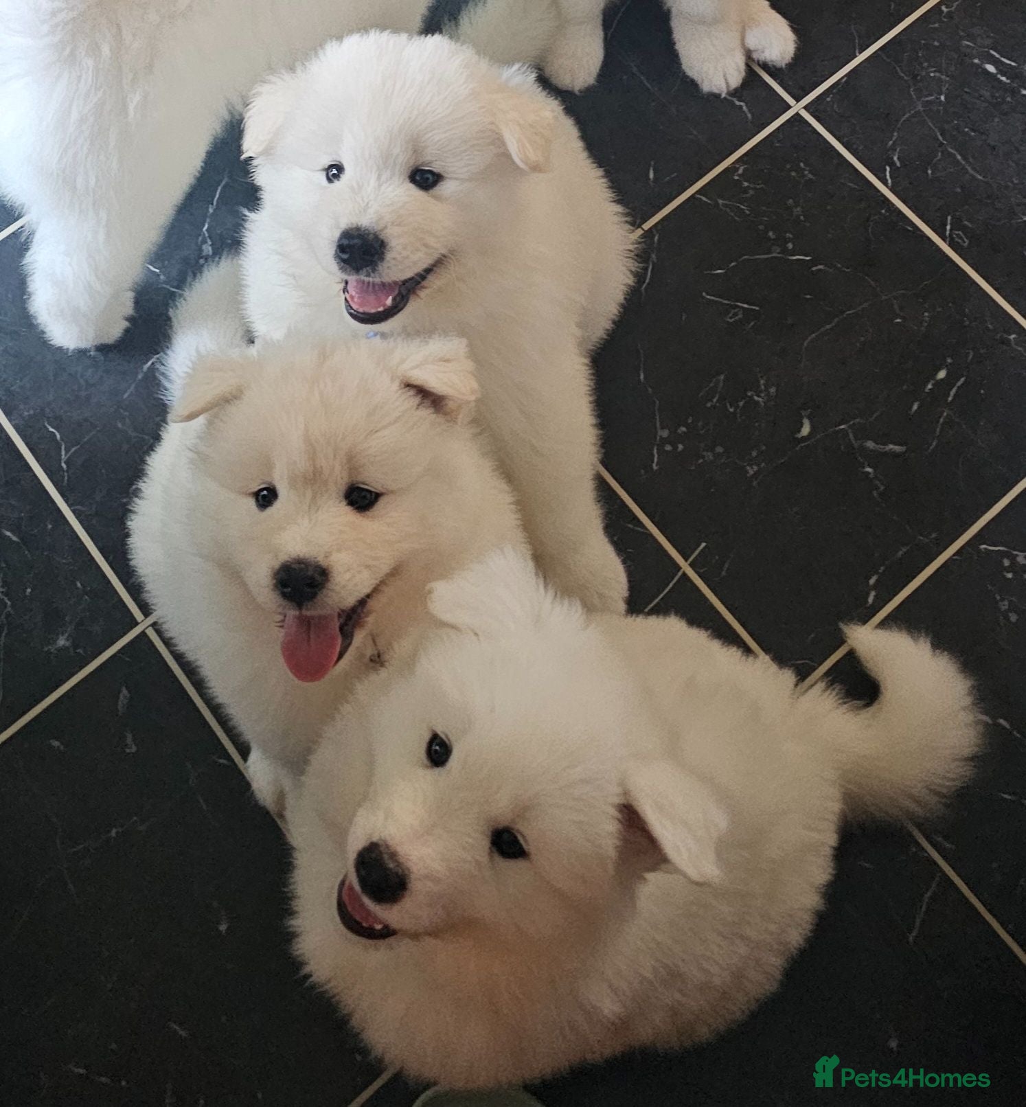 Samoyed dogs 🩷💙Adorable Samoyed puppies 🩷💙 - Advert 2