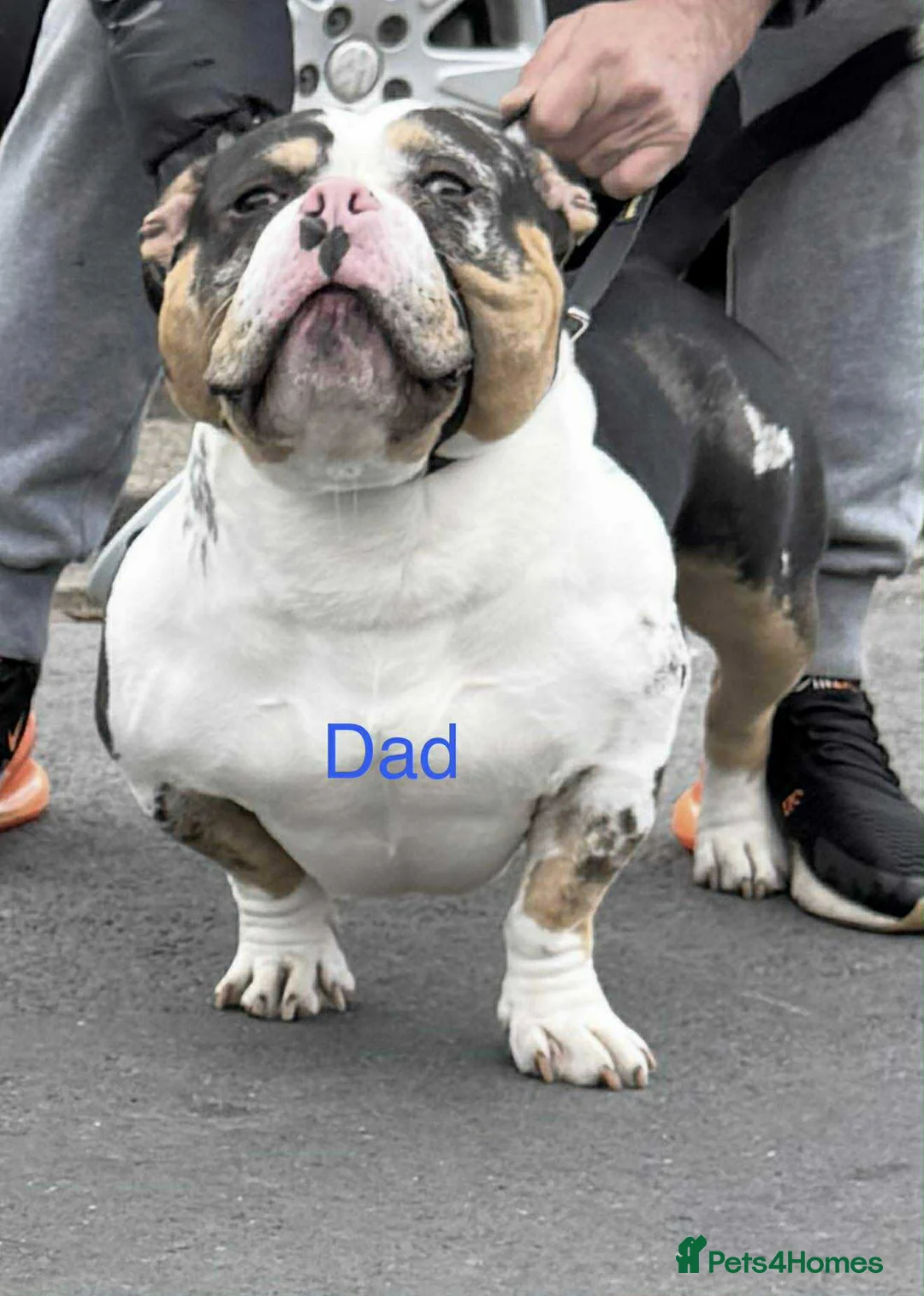 American Bully dogs for sale: 2 amazing puppies left mcglovin bloodline - Advert 1