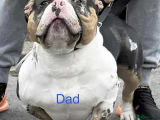 American Bully dogs 2 amazing puppies left mcglovin bloodline - Advert 1