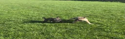 German Shepherd dogs for sale: 2 German Shepherd Pups in Huddersfield - Advert 7