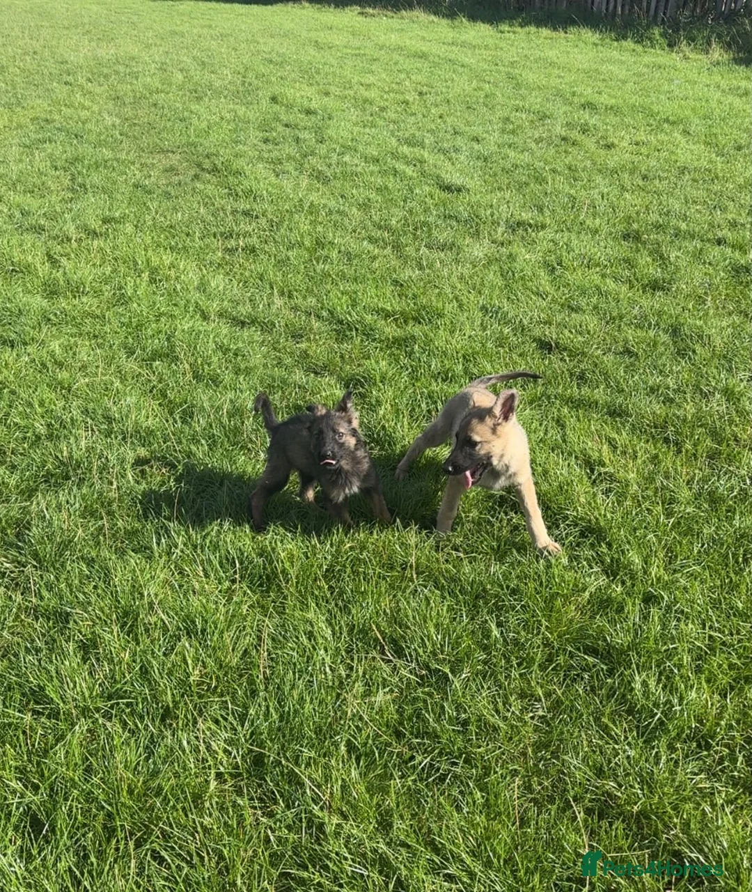 German Shepherd dogs for sale: 2 German Shepherd Pups in Huddersfield - Advert 7