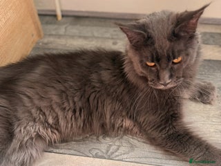 Maine Coon cats - Advert 9