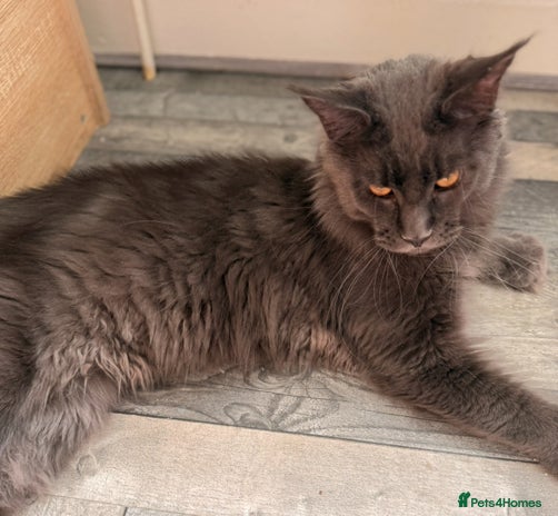 Maine Coon cats - Advert 13