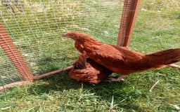 Chickens poultry for sale: Pullets/hens for sale - chickens in Hungerford - Image 4
