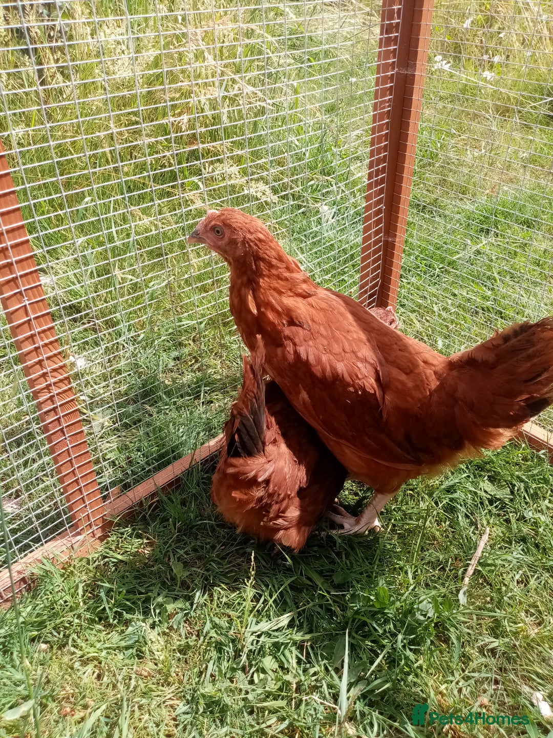 Chickens poultry for sale: Pullets/hens for sale - chickens in Hungerford - Image 4