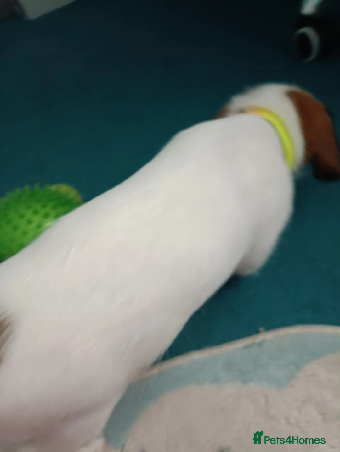 Jack Russell dogs for sale: Litter of 4 jack Russell puppies in Bolton - Advert 9