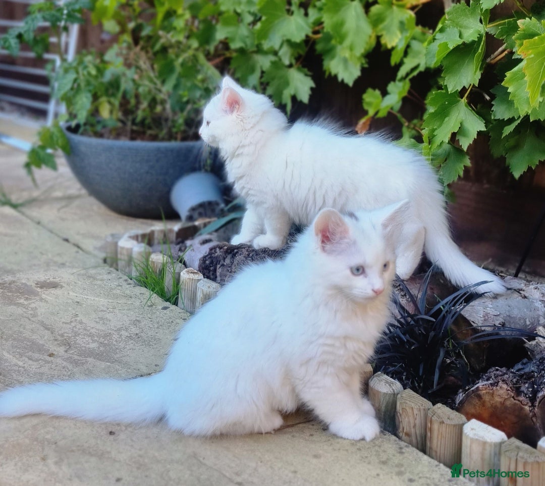 Mixed Breed cats for sale: Cute kittens - Image 15