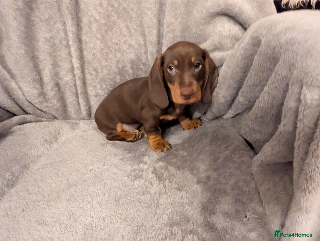 Miniature Dachshund dogs for sale: Litter of three Miniature Dachshunds for sale. - Advert 10