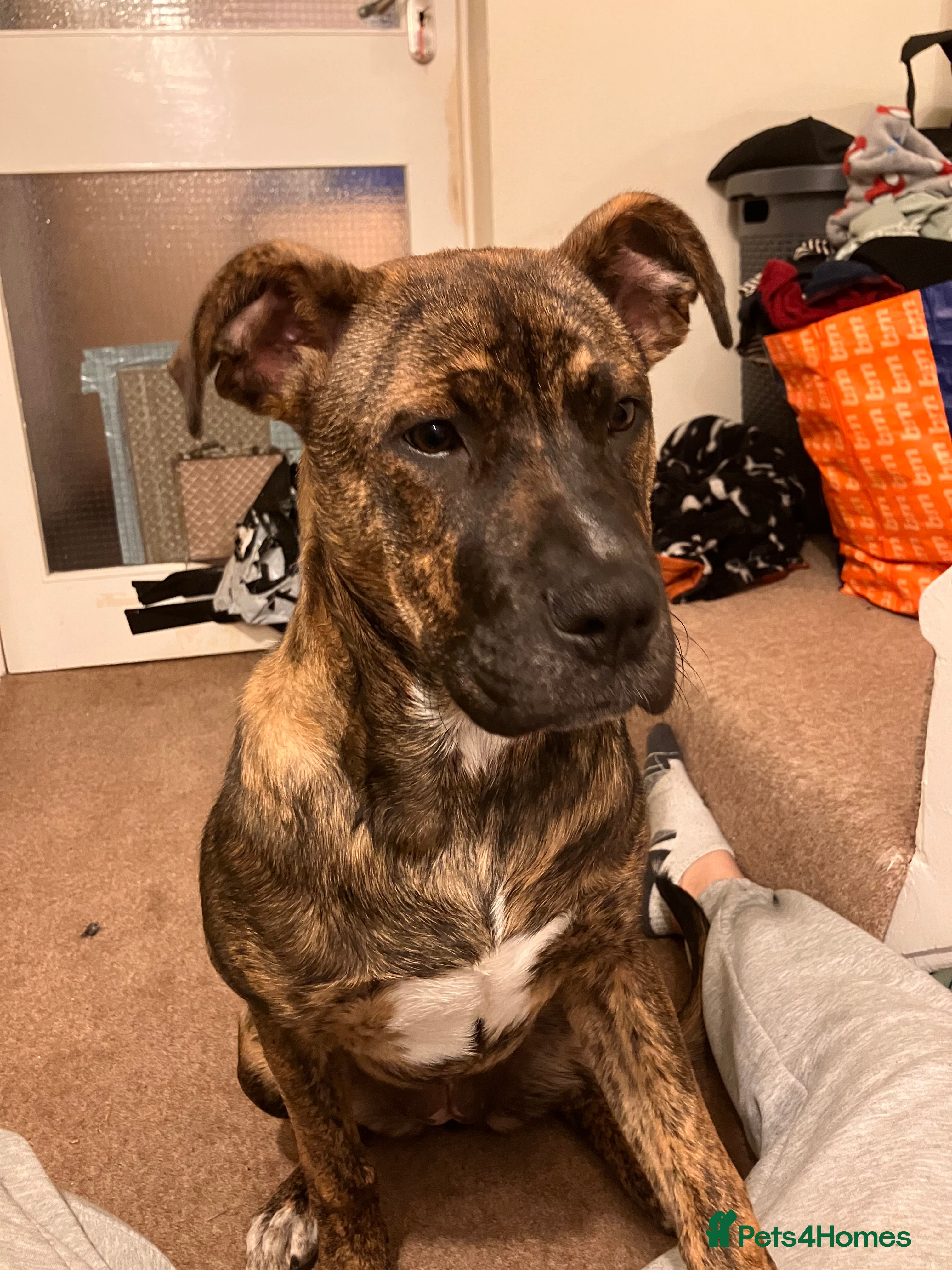 Mixed Breed dogs Staffy x mastiff - Advert 1