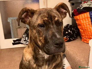Mixed Breed dogs Staffy x mastiff - Advert 1