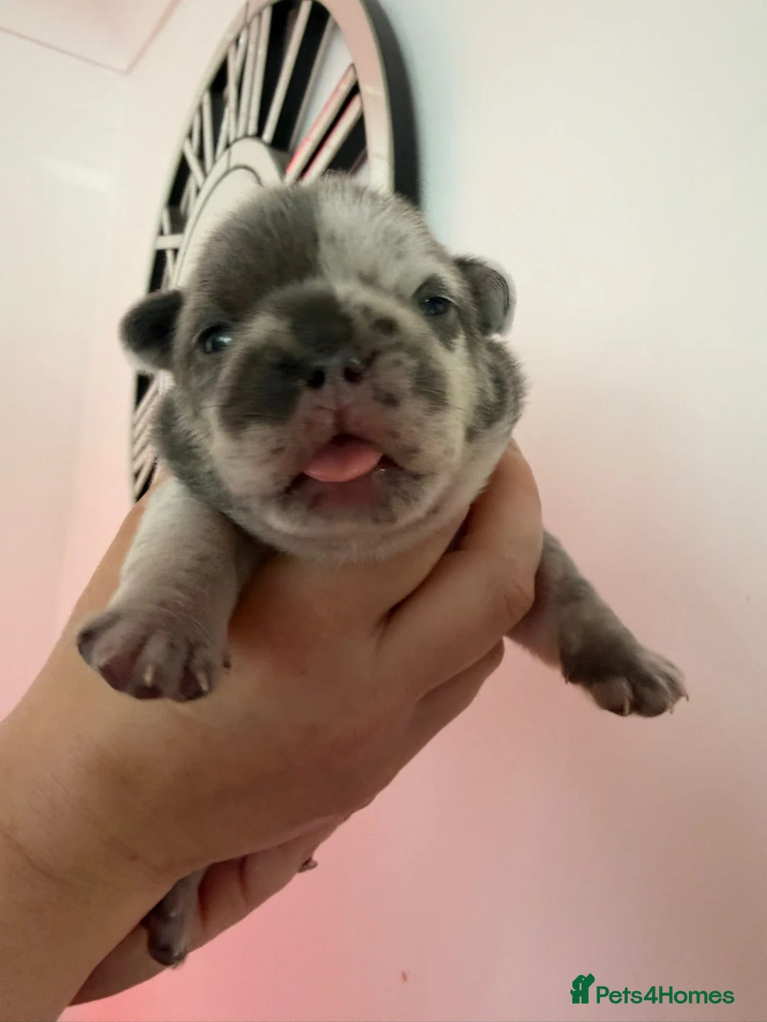 French Bulldog dogs for stud: Lilac Merle fluffy french bulldog for stud  - Advert 2