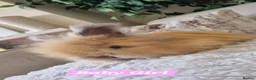 Angora rabbits for sale: Beautiful baby full breed Angoras - Advert 14