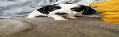 Cocker Spaniel 2