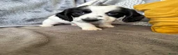 Cocker Spaniel dogs for sale: Working cocker spaniel puppies - Advert 6