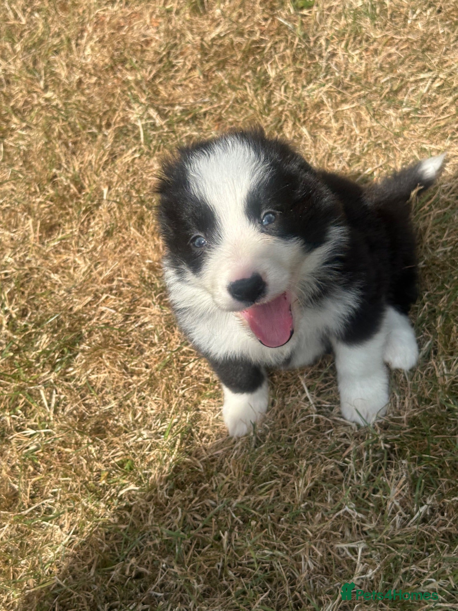 Border Collie dogs Stunning border collie pups - Advert 1