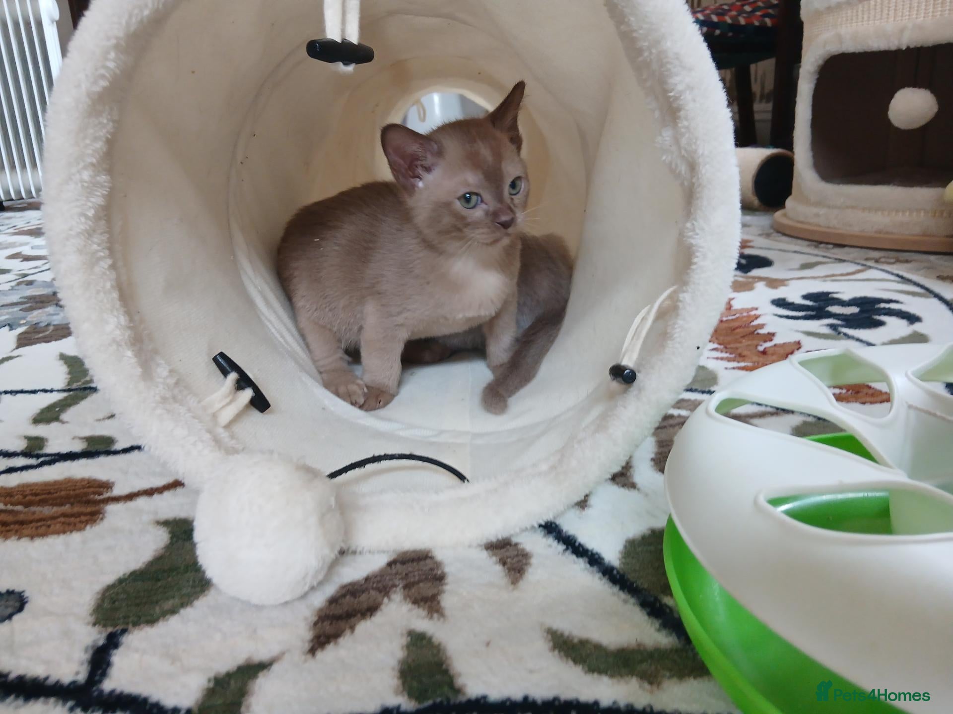 Burmese cats Chocolate Burmese Boy.  GCCF Reg.  - Advert 13