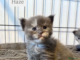 Maine Coon cats Adorable Maine coon kittens for sale - Advert 4