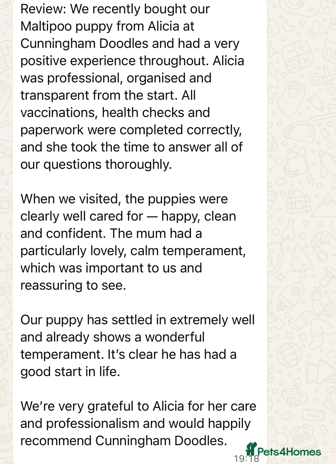 Maltipoo dogs for sale: Health tested parents  - Advert 2