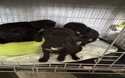 Patterjack dogs for sale: 4 lovely patterjacks  - Image 21