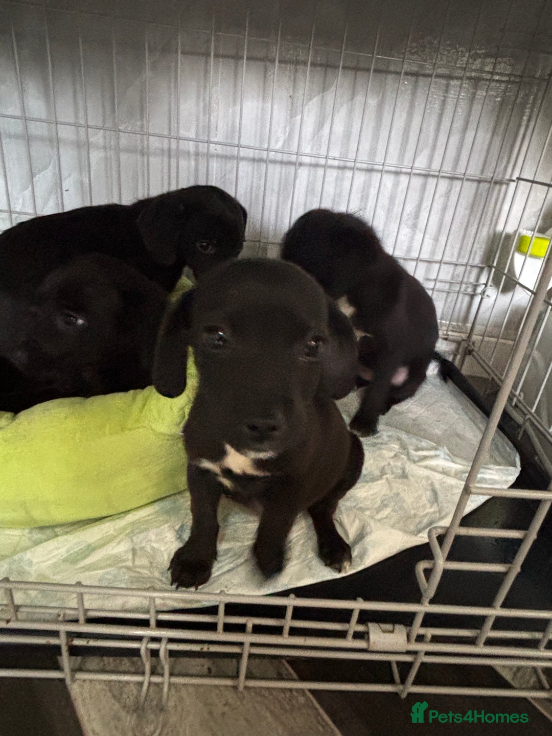 Patterjack dogs for sale: 4 lovely patterjacks  - Image 21