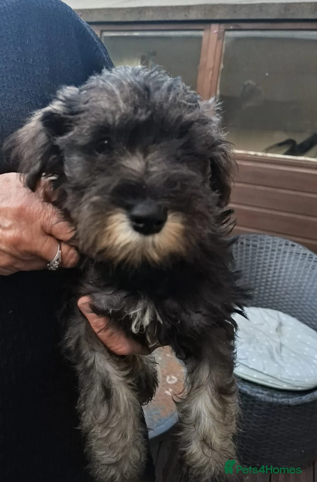 Miniature Schnauzer dogs for sale:  Cutest miniature schnauzer puppies  - Advert 1