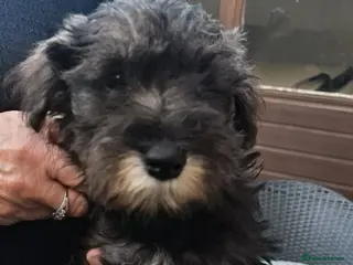 Miniature Schnauzer dogs Cutest miniature schnauzer puppies - Advert 1